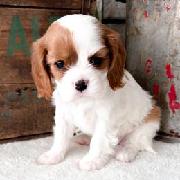 Mira - Blenheim female Cavalier King Charles Spaniel puppy in Highland, Utah from Furever Cavaliers