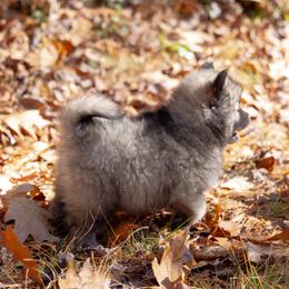 Pomsky Puppies from New World Pomskies
