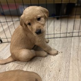Labrador Retriever Puppies from Jensen’s Fox Red Labs