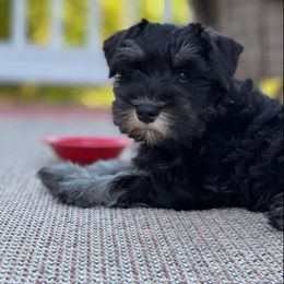 Miniature Schnauzer Puppies from A'Lord Miniature Schnauzer