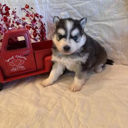 David - Black and white male Pomsky puppy in Bucyrus, Missouri from Hill Top Pomskies