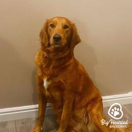 Maggie - Golden Retriever