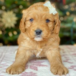 Cavalier King Charles Spaniel and Cavapoo Puppies from Red Skye Cavaliers and Cavapoos