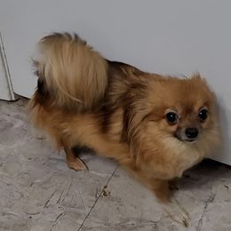 Dyxie - Pomeranian