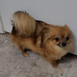 Dyxie - Pomeranian