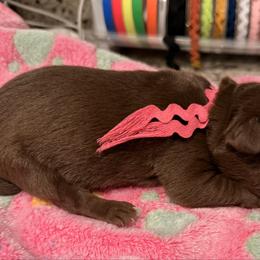 Dark Pink collar female - Chocolate female Labrador Retriever puppy in Gainesville, Georgia from Rucker Retrievers