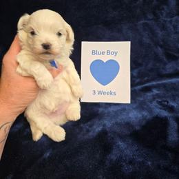 Koyuki - White male Maltipoo puppy in Sahuarita, Arizona from Cowgirl's Legacy Maltipoos
