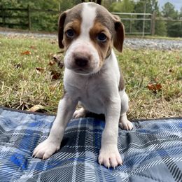 Girl 1 - American Foxhound puppy in Waxhaw, North Carolina from Setting Sun Kennel