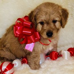 Winchester (blue collar) - Apricot male Saint Berdoodle puppy in Swartz Creek, Michigan from Whisky Paws Saint Berdoodles and Poodle Pups