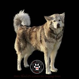 Lorelei - Alaskan Malamute