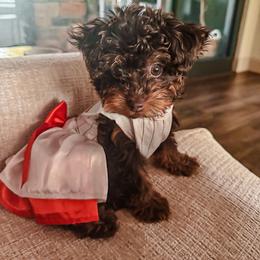 Bernedoodle, Cavapoo, Cavapoochon, Goldendoodle, Poodle, and Yorkipoo Puppies from Anchor Dogs