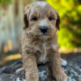 Max - Red  male Goldendoodle puppy in Twin Falls, Idaho from Magic Valley Family Doodles