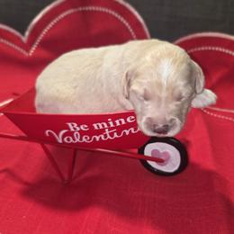 Woodstock - Cream male Aussiedoodle puppy in Cumberland, Rhode Island from W Doodle Crew