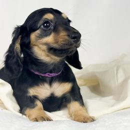 Pumpkin Cream - Black and cream female Dachshund puppy in Sacramento, California from MiniDoxPups