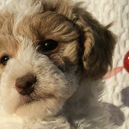 Cavapoos, Goldendoodles, and Labradoodles from Curls and Camo Pups