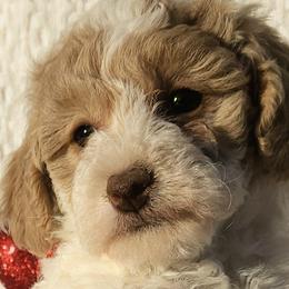 Cavapoos, Goldendoodles, and Labradoodles from Curls and Camo Pups
