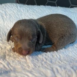 Eric 1 - Fawn (isabella) and tan male Dachshund puppy in Scottdale, Pennsylvania from Our Sweet Dachshund Farm
