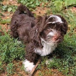 Brie - Chocolate female Havanese puppy in Marysville, Ohio from Sweet Confections Havanese