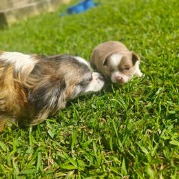 Anya - Blue fawn female Chihuahua puppy in Gray, Louisiana from Chi Chi's Place LLC