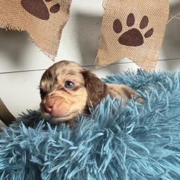 Finley - Dapple female Dachshund puppy in New Albany, Mississippi from Double A. Doxies