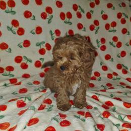 Jonah - Red male Cavapoo puppy in Copan, Oklahoma from Lebel Cavapoos