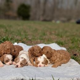 Bernedoodle and Cavapoo Puppies from Spencer's "lil" Cavapoos & Bernedoodles