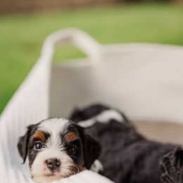 Bernedoodle Puppies from Cookie's Cuties