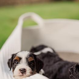 Bernedoodle Puppies from Cookie's Cuties