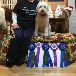 Lagotto Romagnolo All Grown Up from Two By Two Lagotto