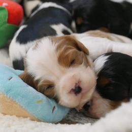 Tessa - Blenheim female Cavalier King Charles Spaniel puppy in Marcellus, Michigan from Coolcreek Pets