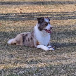 Maze - Miniature Australian Shepherd