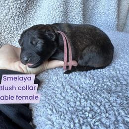Smelaya - Sable female German Shepherd puppy in New Cambria, Missouri from Des Hausraben Shepherds