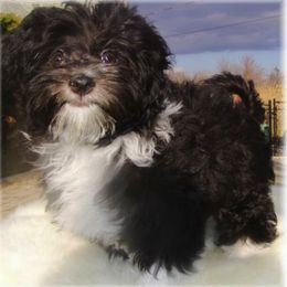 Havanese from Mt. Breeze