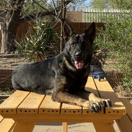 Iron - German Shepherd