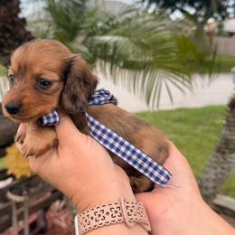 Boy 1 - Dapple male Dachshund puppy in Winter Haven, Florida from Davidson's Dachshunds