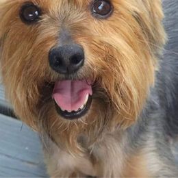 Jack - Yorkshire Terrier