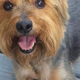 Jack - Yorkshire Terrier