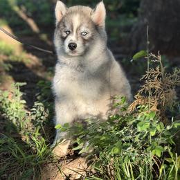 Pomsky and Siberian Husky Puppies from A-Dream Pomsky Kennel