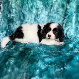 Lil Pocket - Black and white male Cavapoo puppy in Knoxville, Tennessee from Rocky Top Cavapoos