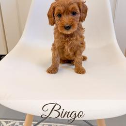 Bingo - Red  female Goldendoodle puppy in Melba, Idaho from KZ Doodles