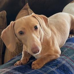 Theo - Dachshund