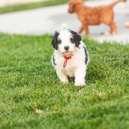 Bernedoodle and Goldendoodle Puppies from Sunnydoodle Utah