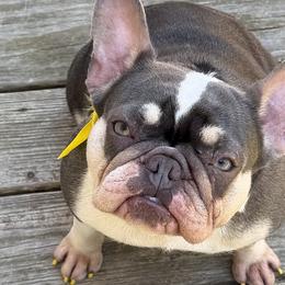 French Bulldogs from Frankie's Frenchie's