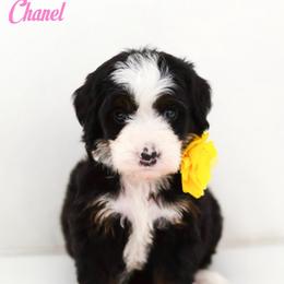 Chanel - Tri-color female Bernedoodle puppy in Diamond Bar, California from Furrytaildoodles