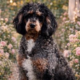 Ruby - Bernedoodle