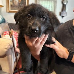 Boy 1 - Black male German Shepherd puppy in Londonderry, New Hampshire from Rusak Shepherds / Wiley Hill Shepherds