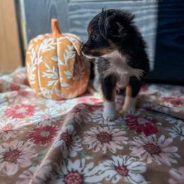 Chili - Black tri male Toy Australian Shepherd puppy in Inola, Oklahoma from Blue Stem Companions