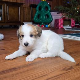 Boy 3 - Saddleback sable male Border Collie puppy in Piedmont, South Carolina from Soaring Borders Border Collies