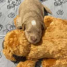 Green Collar - Yellow and white male Bernedoodle puppy in Port Charlotte, Florida from Islands Wheatens and Poodles