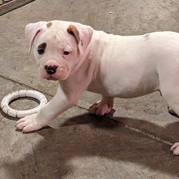 American Bulldog Puppies from Ugly Kluck Farm